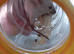 3 x fancy Siamese mice 8 wks old and cage  all females