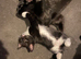 Kittens for sale