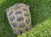 Horsefield male 7 years old with indoor table