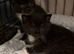 Two adorable kittens for sale