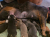 Absolutely adorable English bulldog baby's for sale