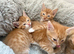 5 beautiful ginger kittens ready from 27th October
