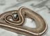 Royal Python Purple Passion 100% Het Ultramel