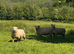 3 Sussex Down Sheep for Sale