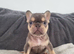 Health test clear french bulldog puppy