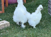 Silkie chickens