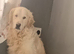 Male golden retriever