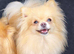 Pomeranian rehome