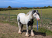 Mini cob colt