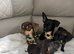 Chiweenies
