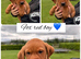 Stunning Labrador pups for sale