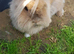 A mum and family baby 5 rabbits