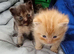 Ragdoll x Persian kittens ready for reservation!