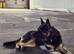 German shepherd cross turkish kangal puppy 14 weeks