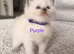 4 girls left - purebred blue point & mitted ragdolls