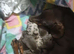 Dachshund puppys