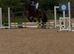 Beautiful registered fell pony