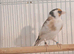 Siberian pied goldfinch