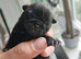 Pink panda and black pug puppies for sale
