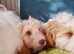 Fabulous Sproodle Pups