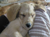 Labradoodle puppy