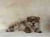 Outstanding exotic colour chow chow puppies for sale