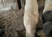 6 Month Old Saddleback × Welsh Cross Gilt - £120