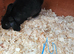Mini lop x american blue