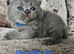British shorthair kittens