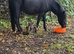 4 year old new forest mare
