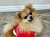 Rehoming my little girl Layla