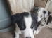 Border collie pups for sale
