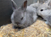 Netherland x lionheads
