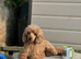 Beautiful Red Toy Poodle Male Available