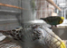 Budgies for sale mixed variety