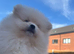Beautiful Pomeranian puppy