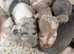 Stunning healthy puppies