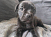 Frenchbulldog labs 4 boys left, ready 1st Sept