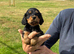 Cocker spaniel puppies