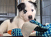 Siberian husky puppies