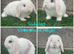 Pure breed mini lops bucks