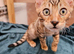 Cuddly Charity Donation **Breed Quality**