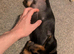 Puppy dachshund