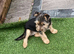 Beautiful 3 month old Yorkshire terrier puppy
