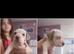American Bulldog x Staffie x Beagle/Bloodhound Puppies – Both Parents Family Pets