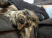 Male Cocker Spaniel Puppy
