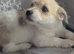 Jack Russell cross