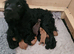 Working cocker spaniel pups