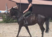 Mike- stunning black 15.3h 6 yrs all rounder ROR jumper