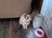 Bi colour Ragdoll female non spayed.